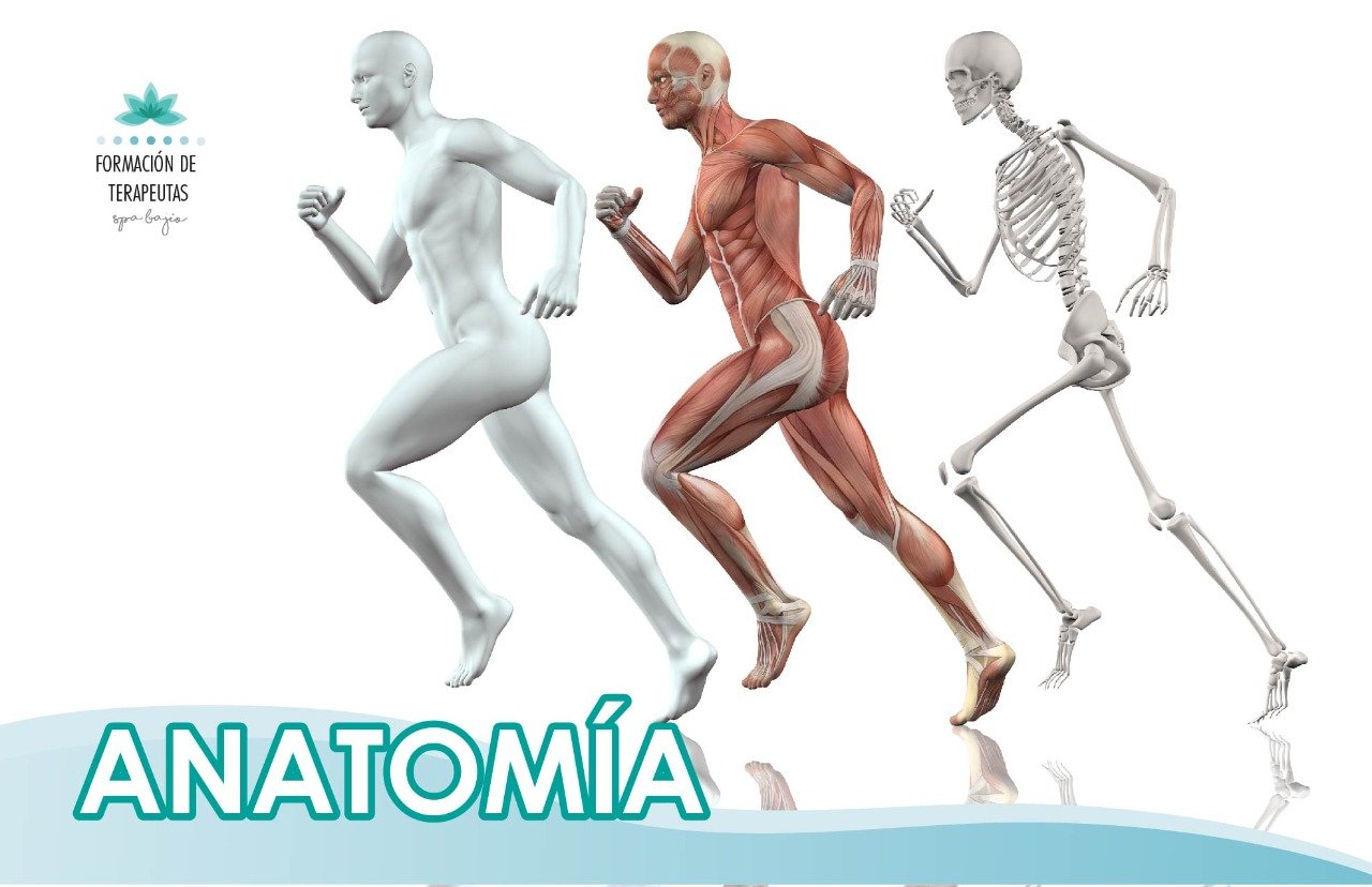 Anatomía 1 - Formación de Terapeutas SPA